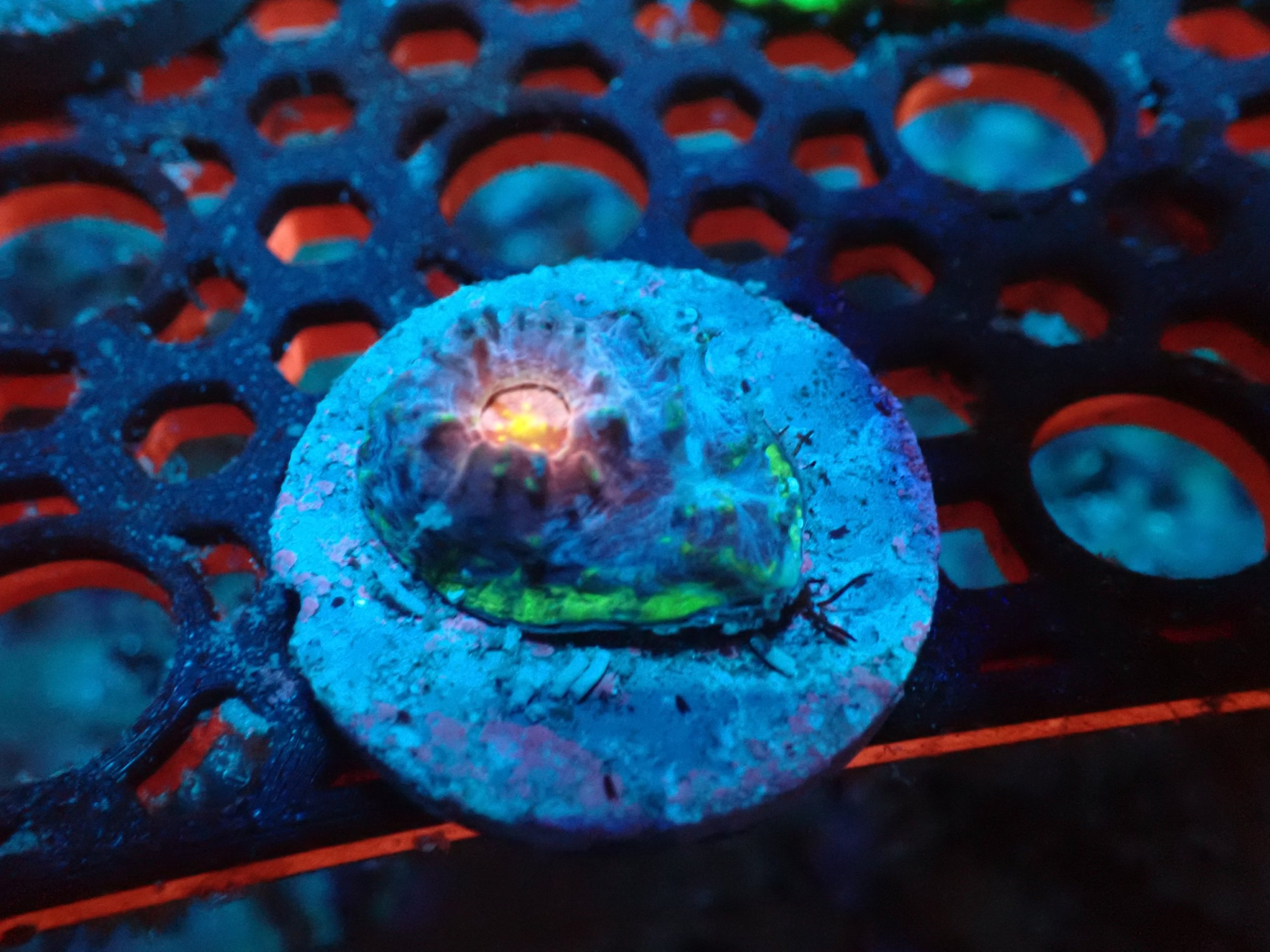 Dragons Eye Chalice Frag