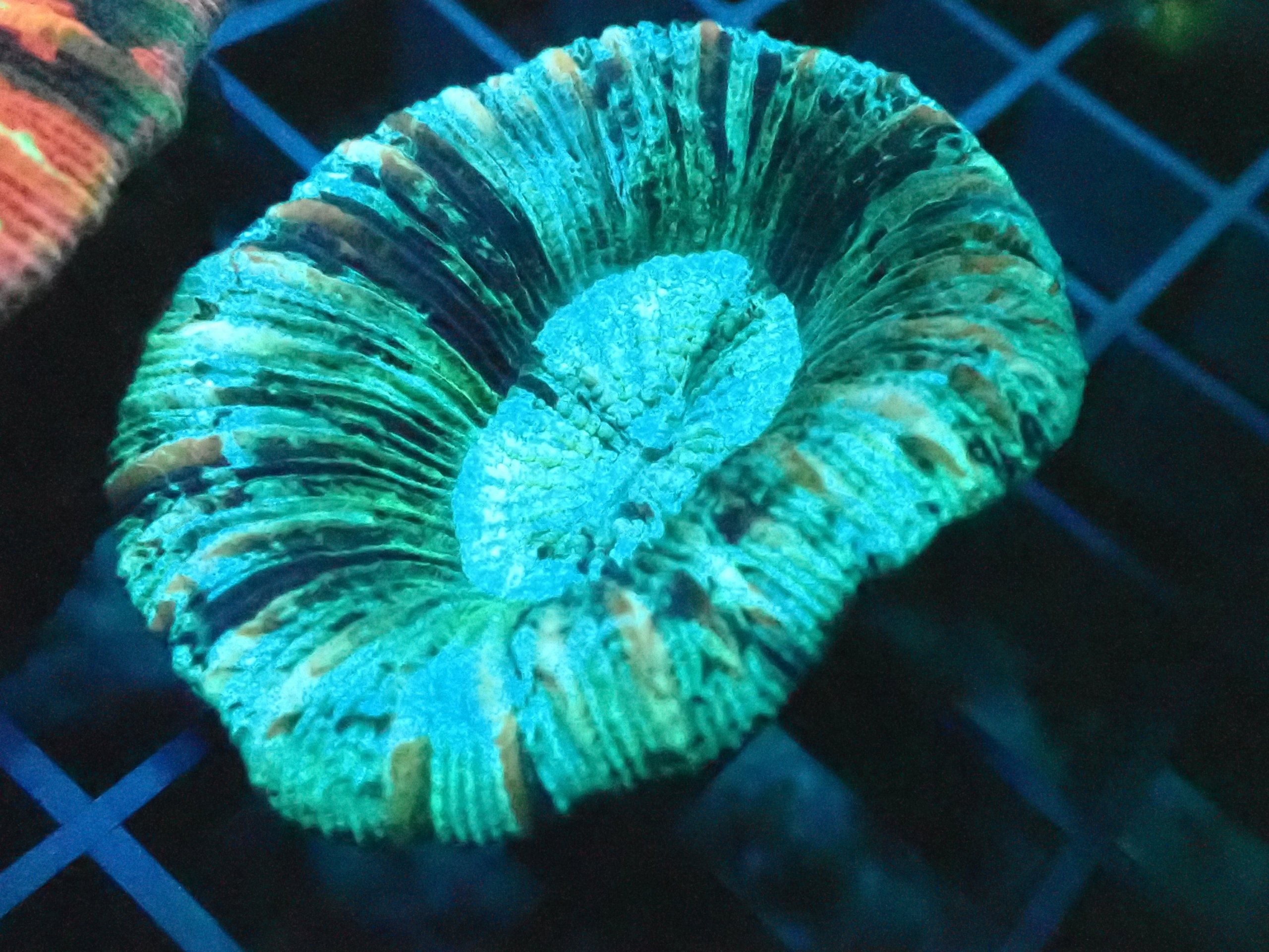 UltraTrachyphyllia