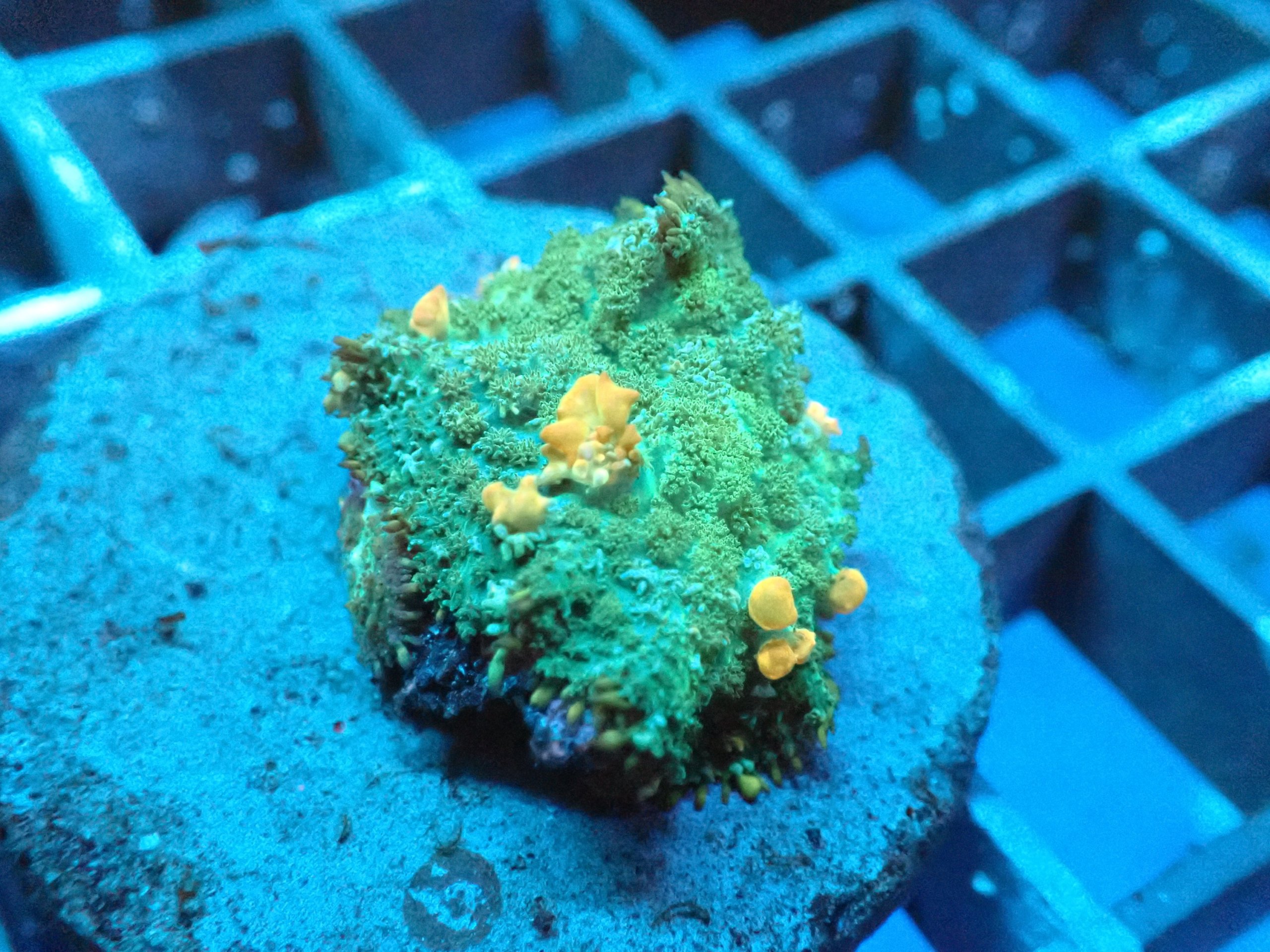 Sunkist Bounce Mushroom