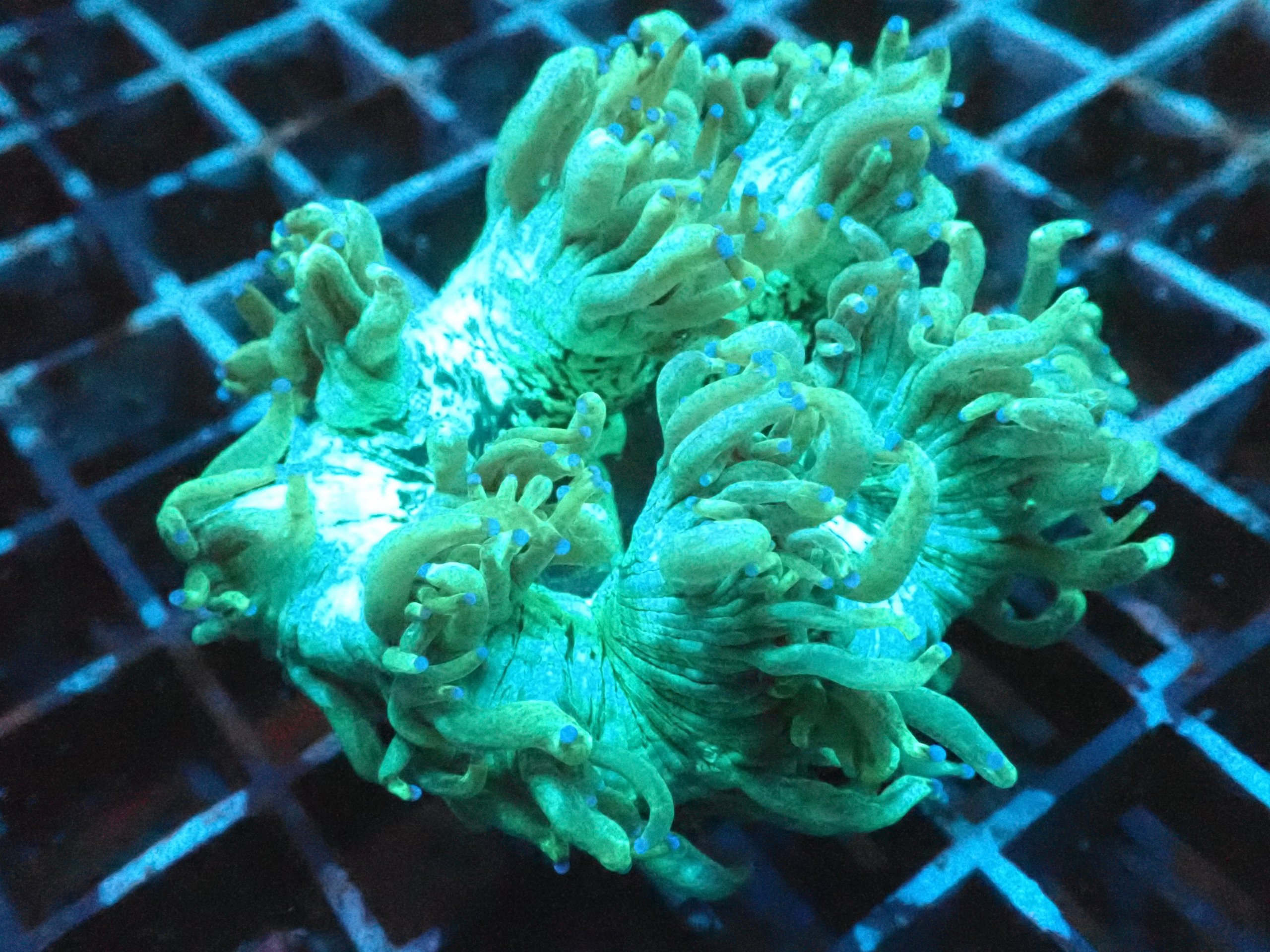 Catalaphyllia Elegance Coral