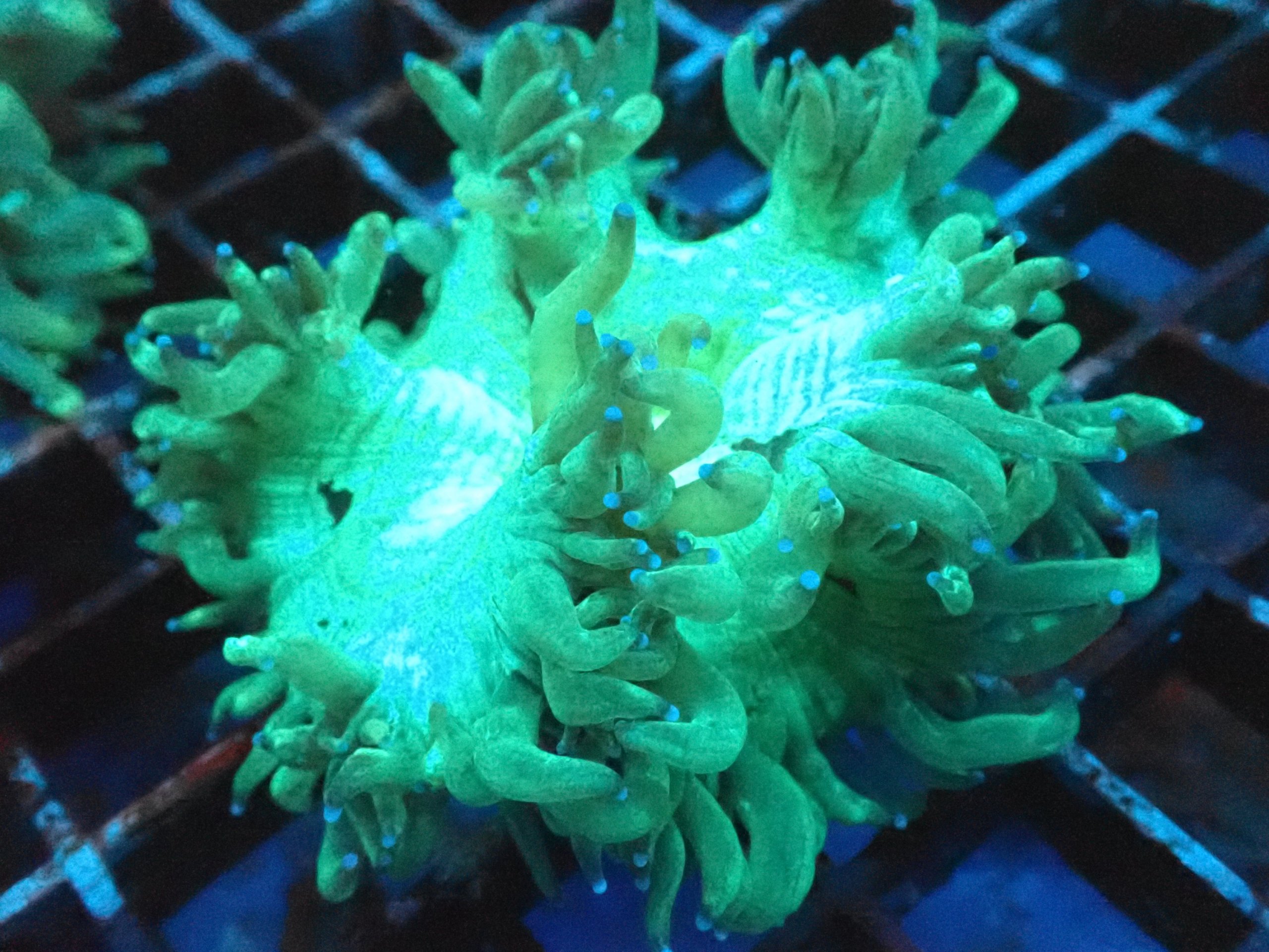 Catalaphyllia Elegance Coral