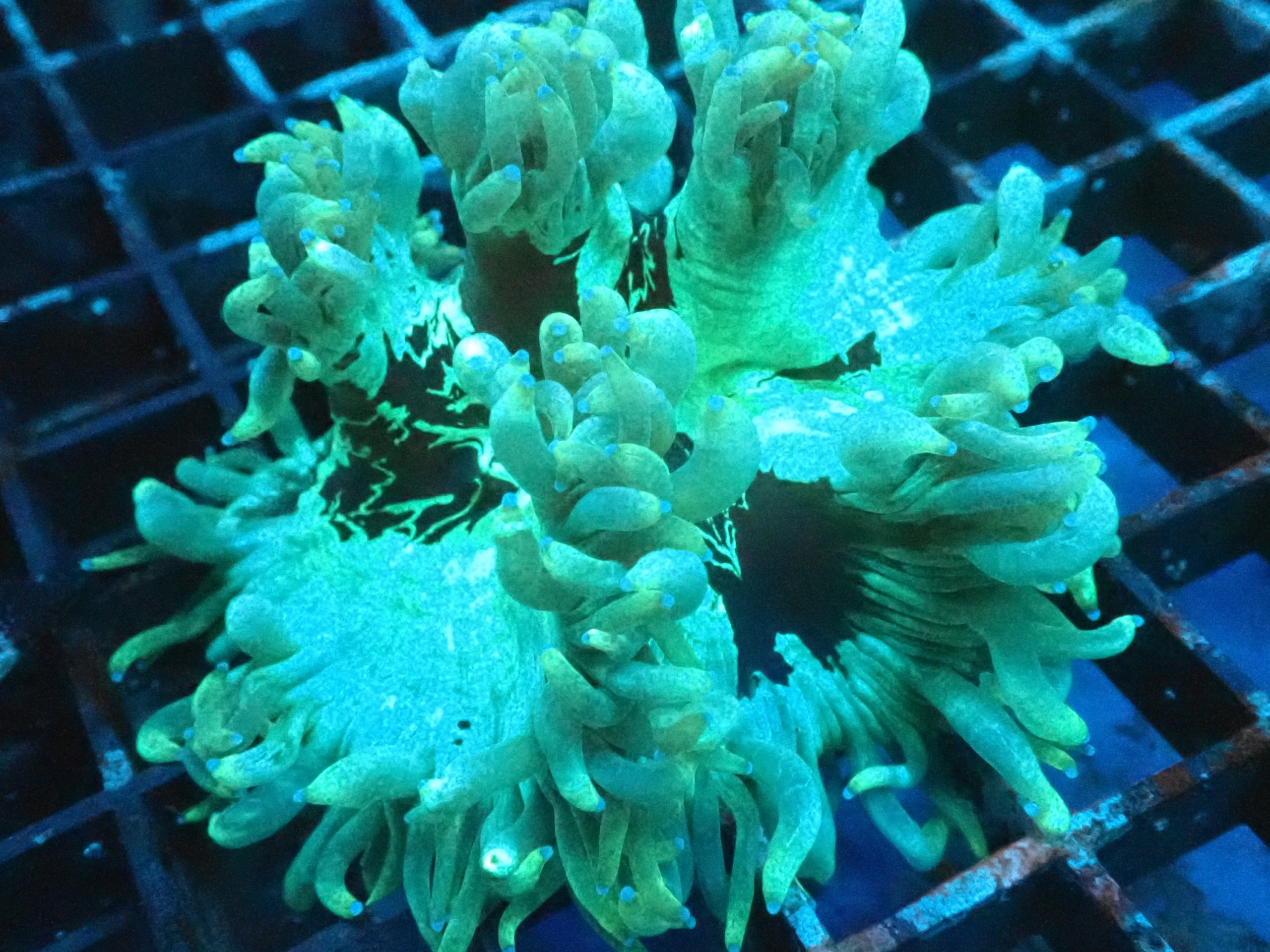 Catalaphyllia Elegance Coral