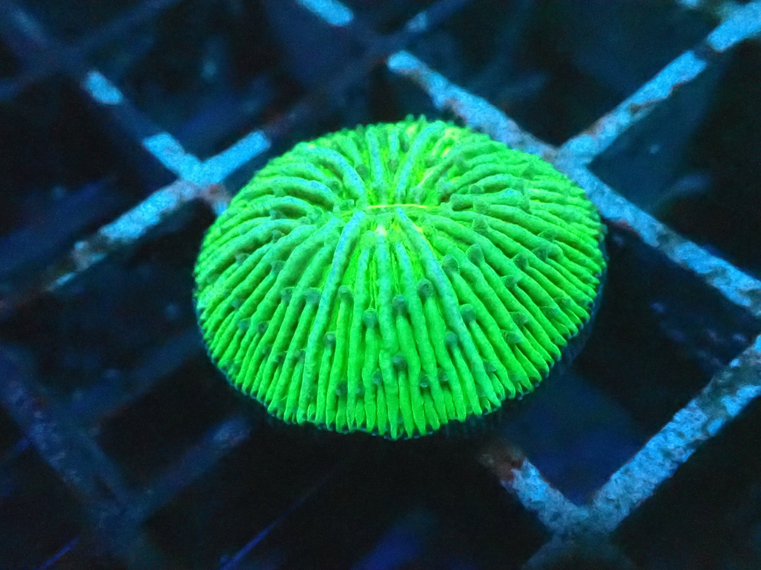 Fungia Plate Coral