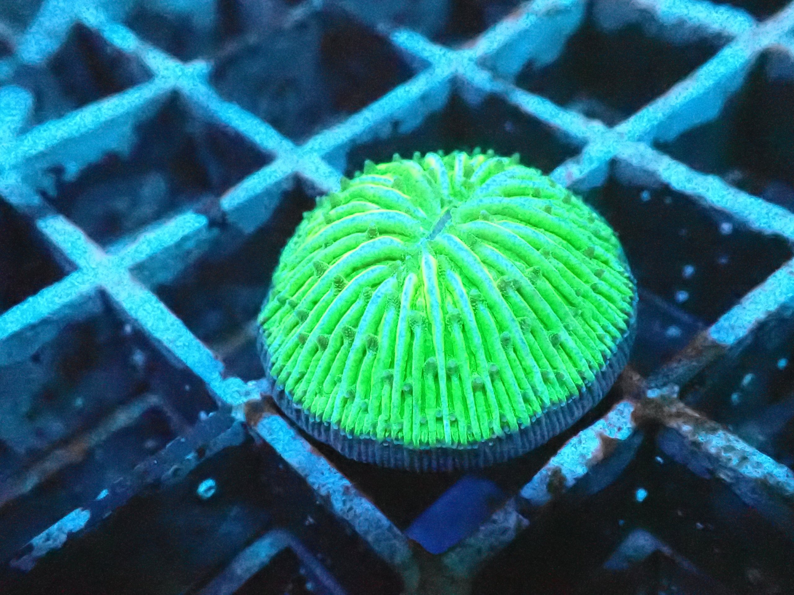 Fungia Plate Coral