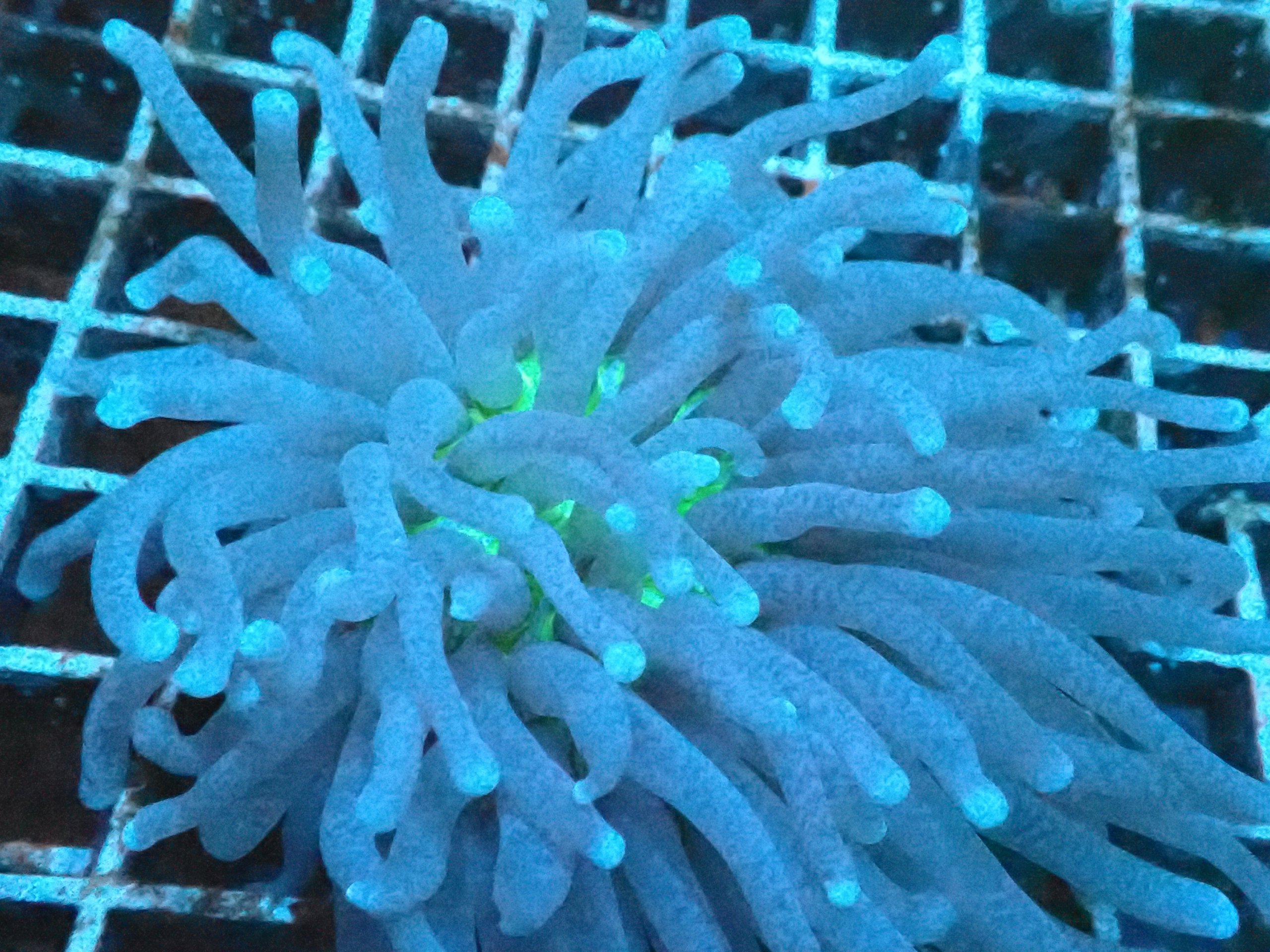 HelioFungia Plate Coral