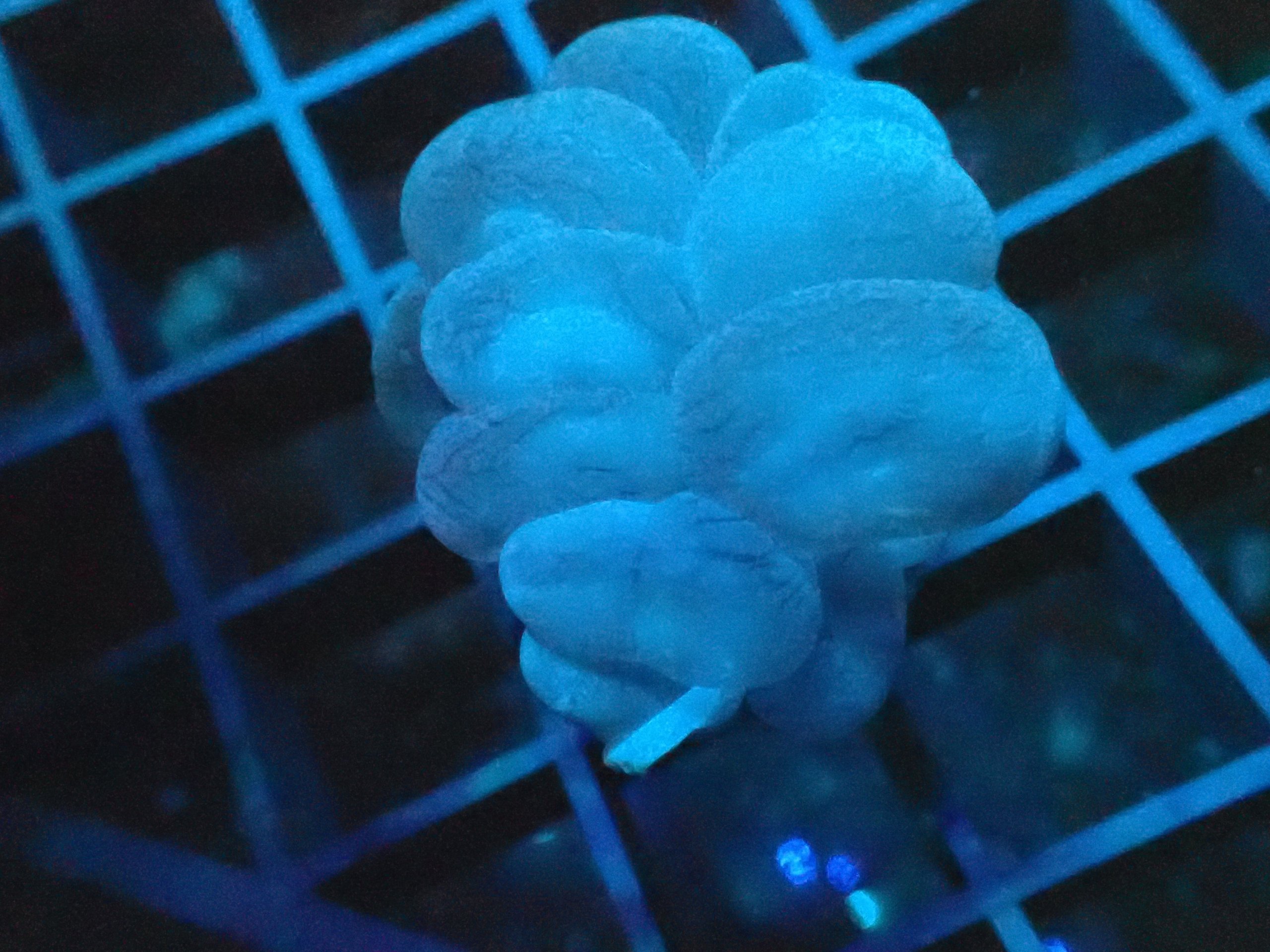 Blue Bubble Coral Small
