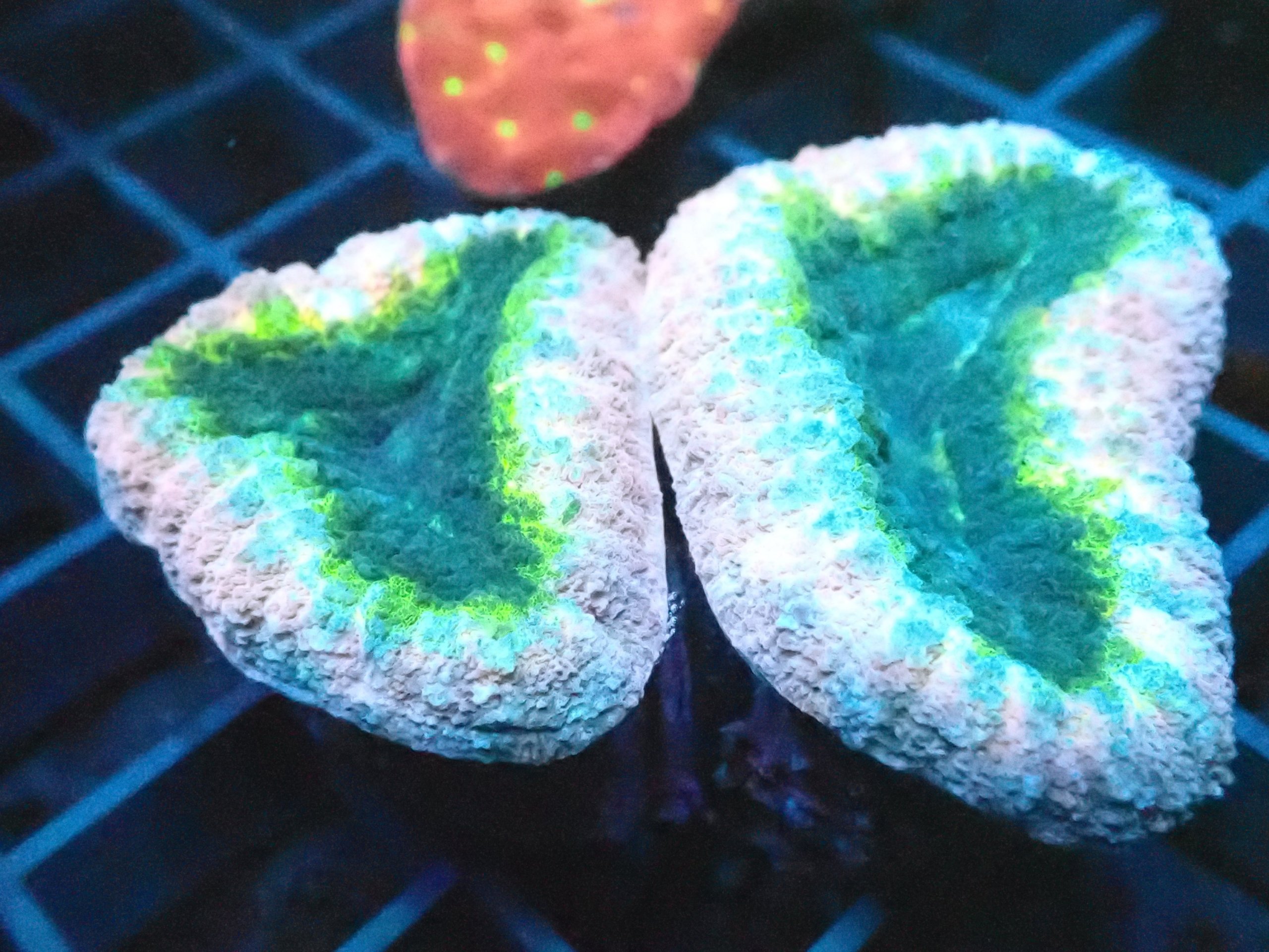 Ultra Lobo Coral