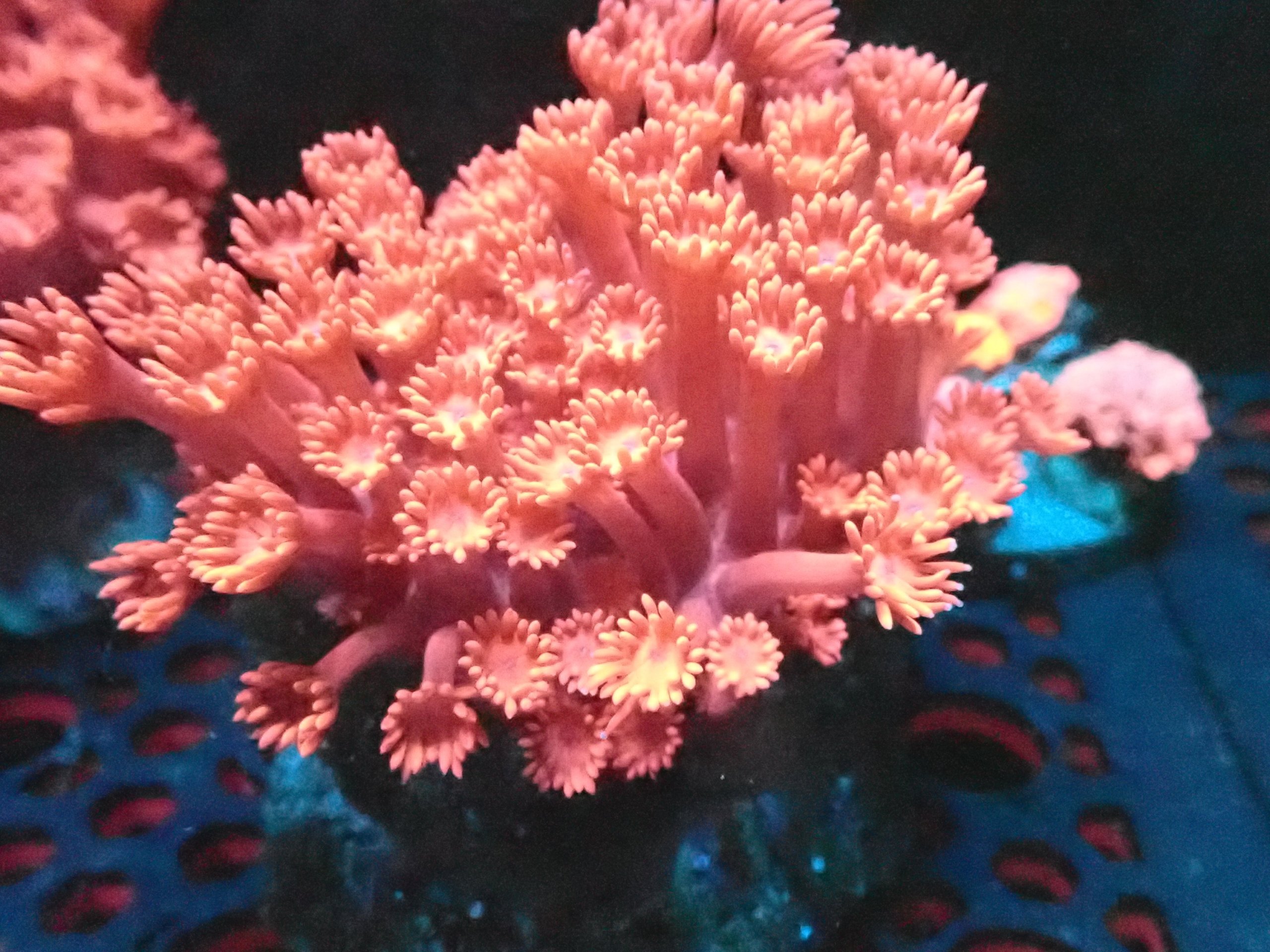 Red Goniopora Colonie