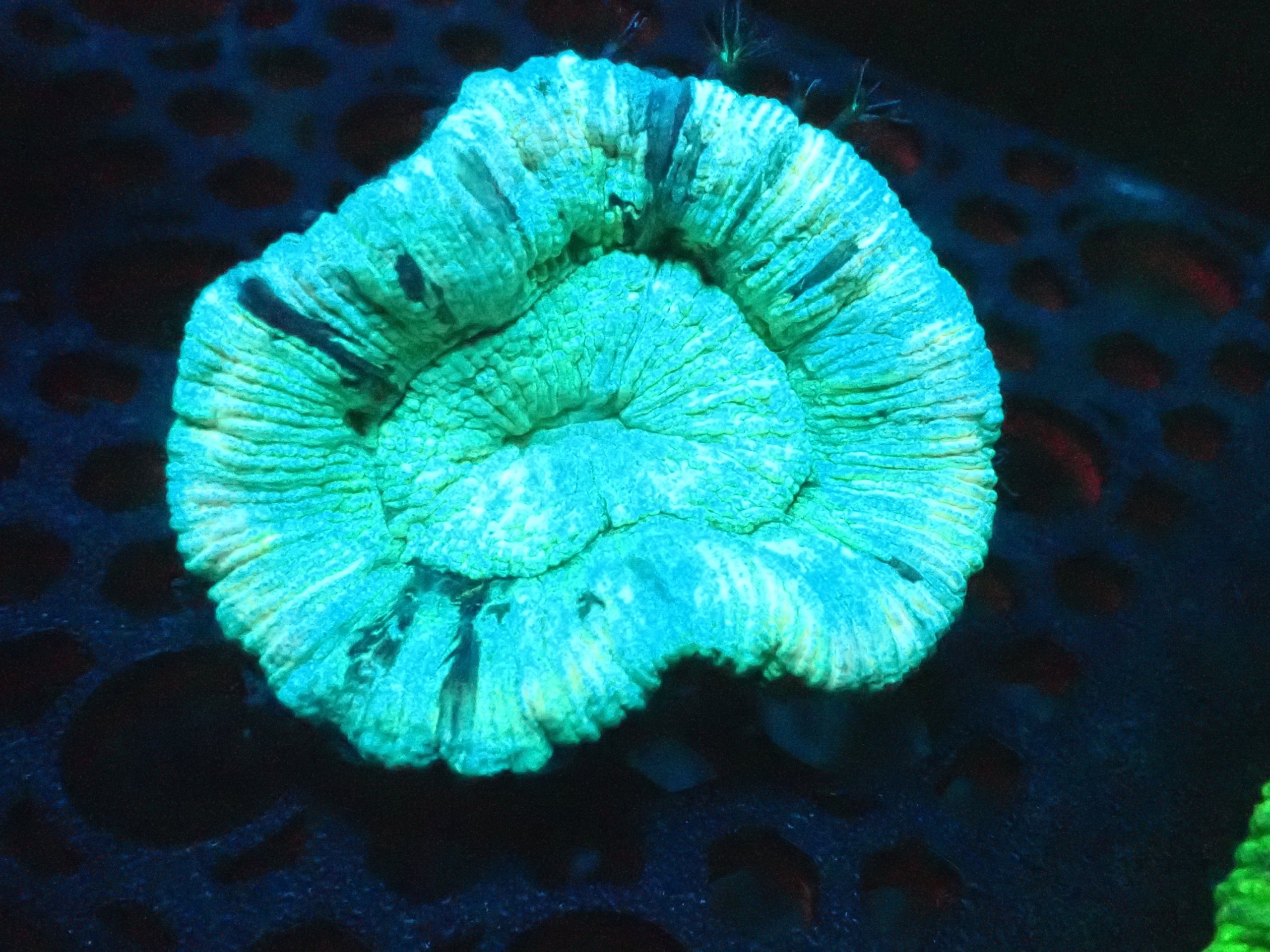 Trachyphyllia Coral