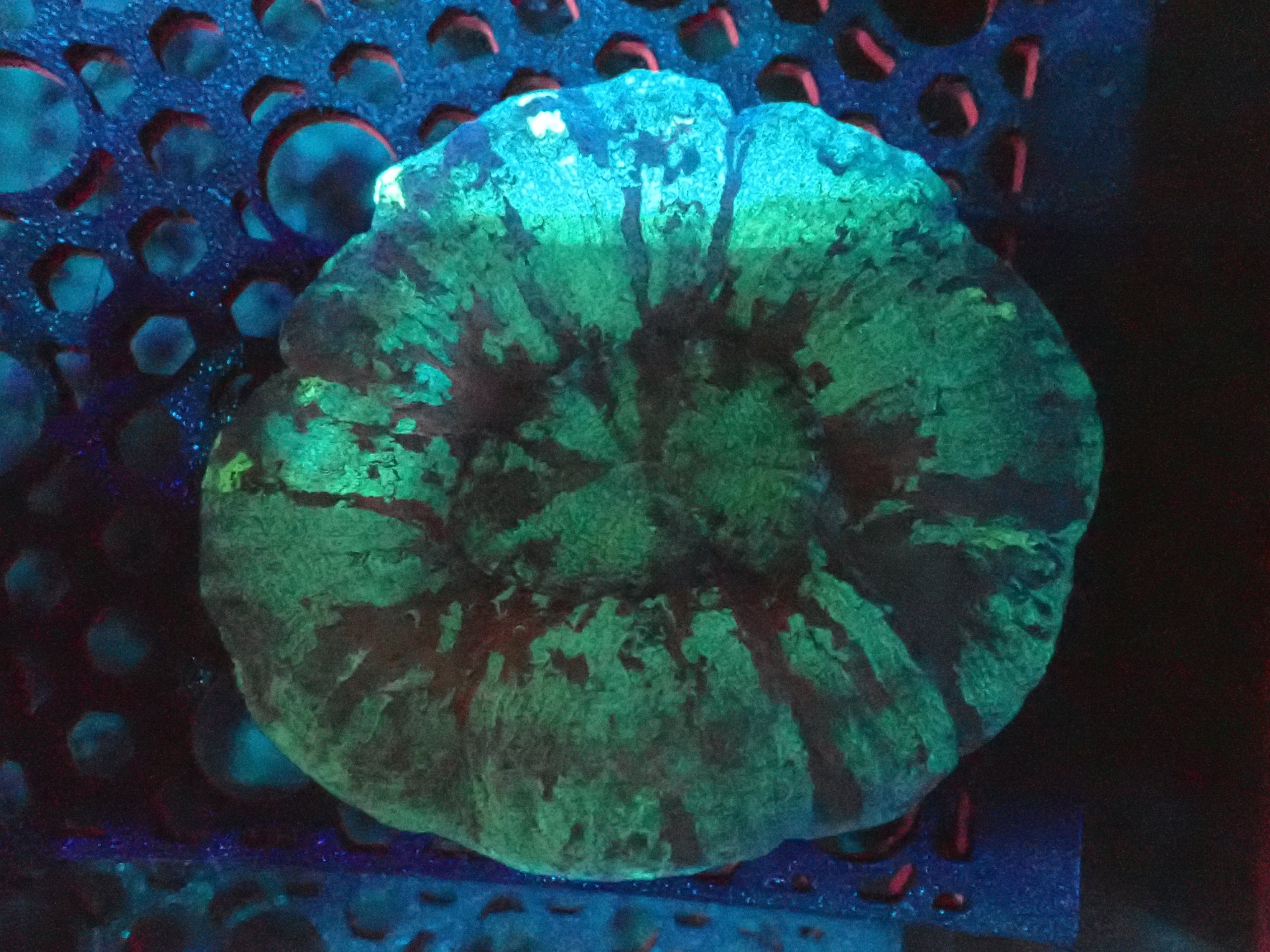 Ultra Trachyphyllia Coral