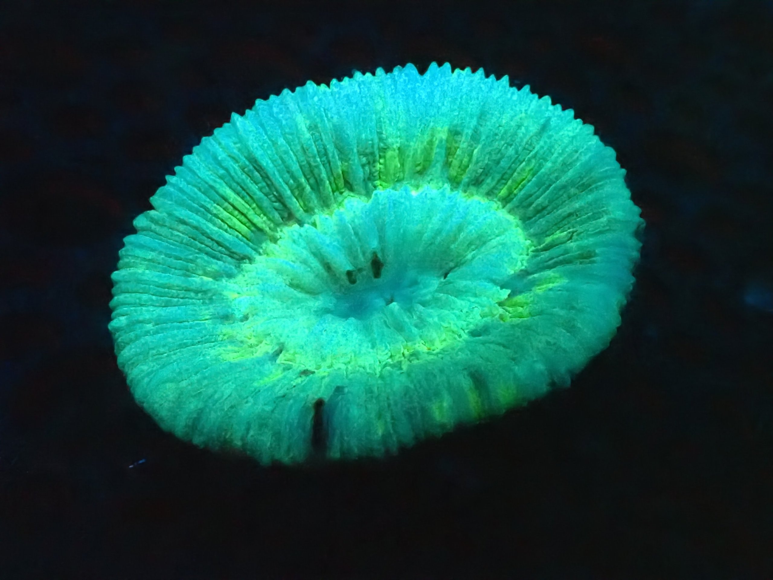 Trachyphyllia Coral