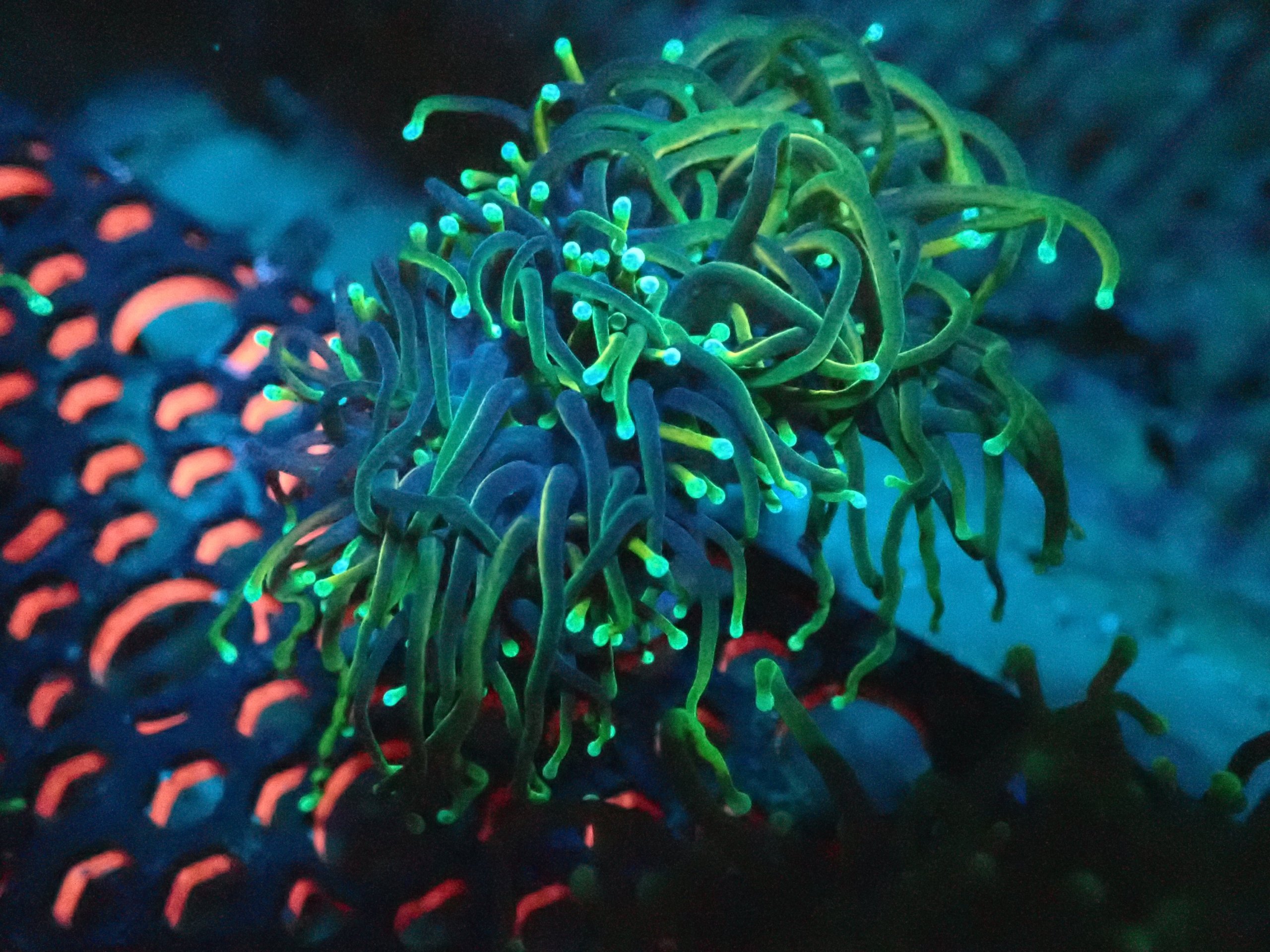 Dragon Soul Torch Coral