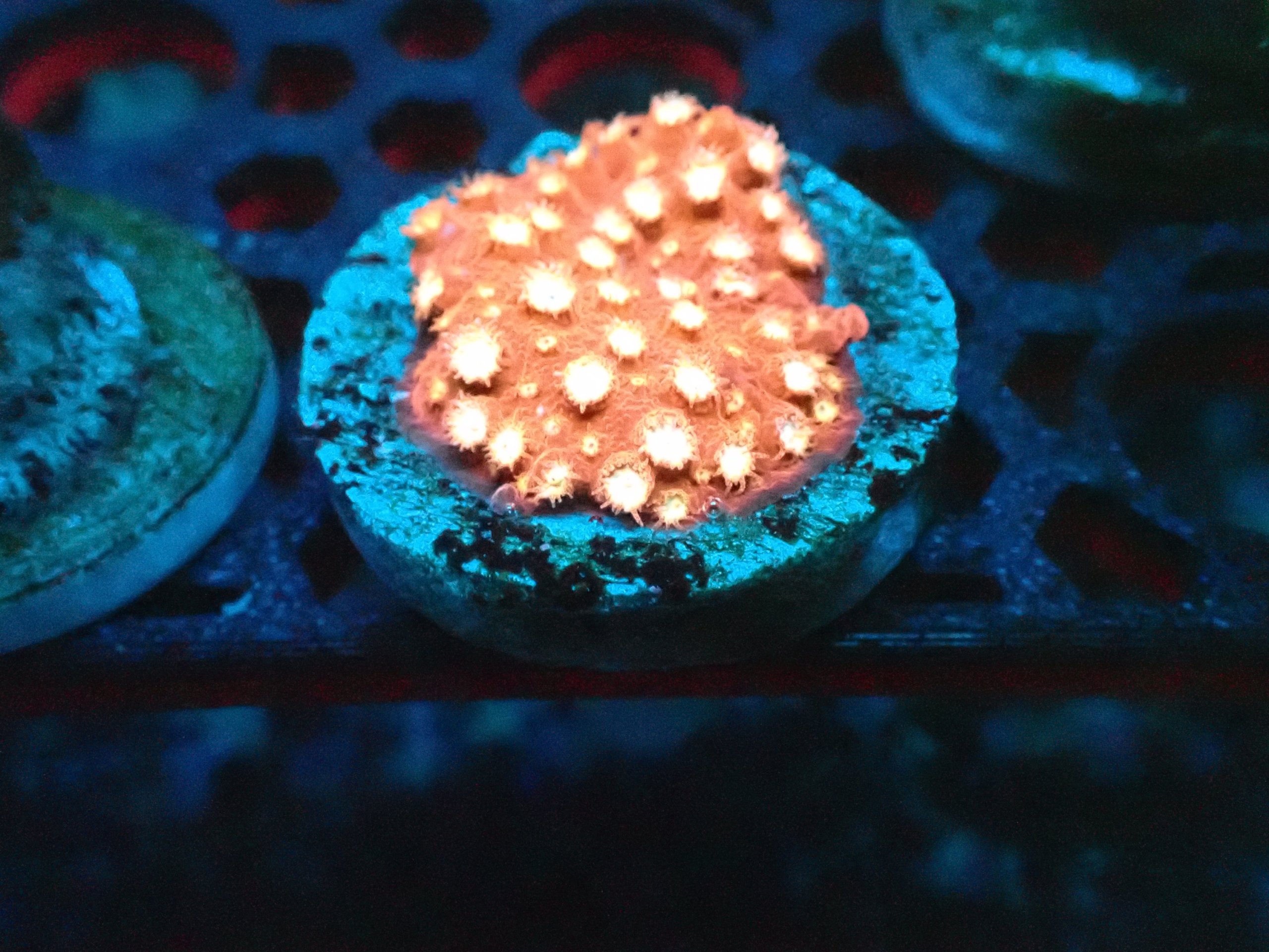 Peppermint Cyphastrea Coral