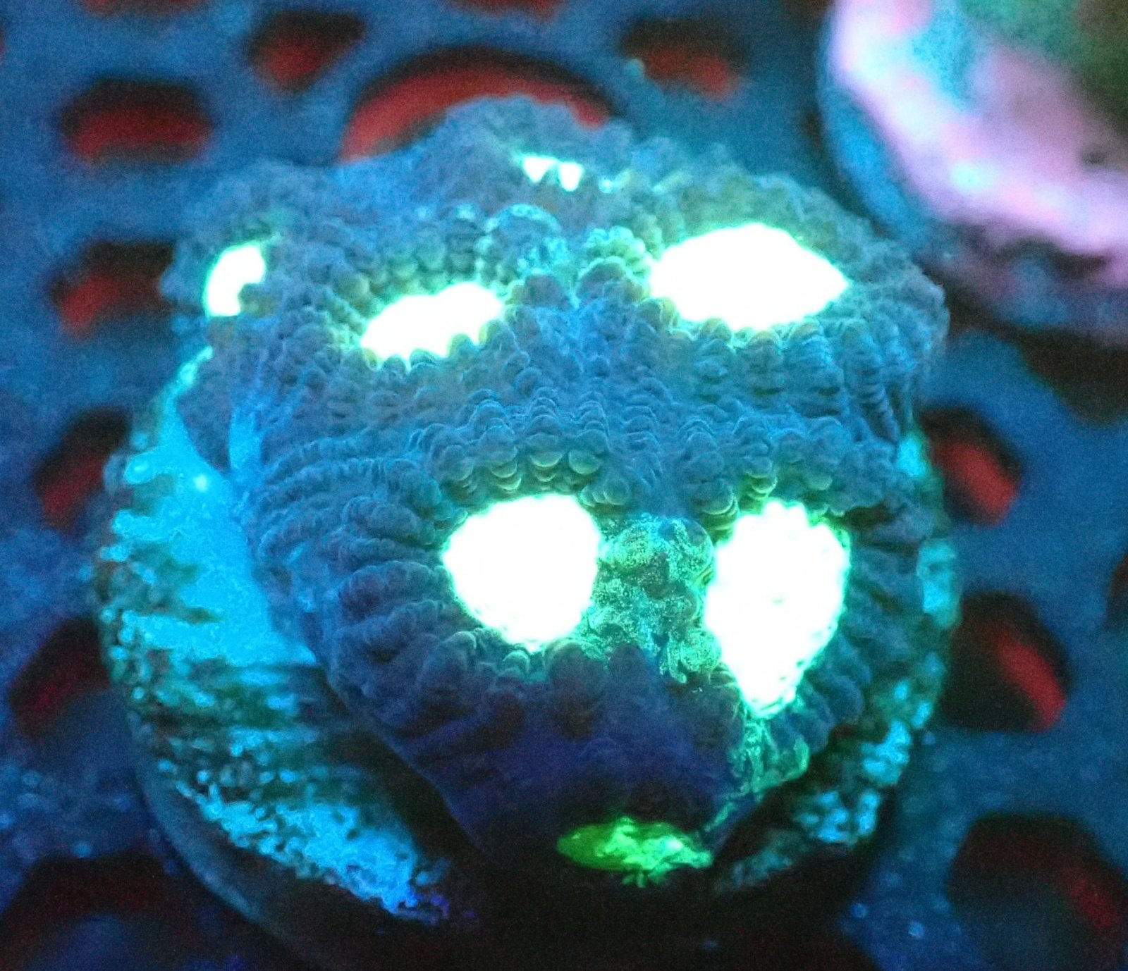 Marble Favia Coral Frag