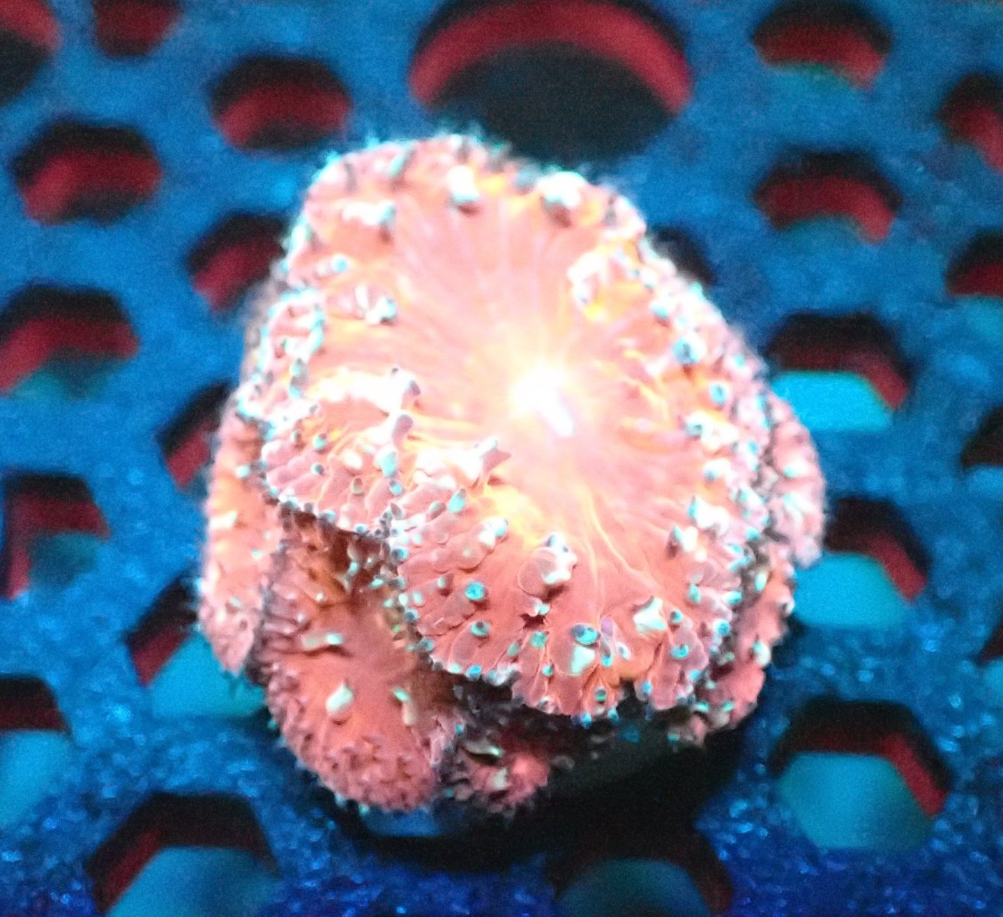 Princess Peach Blasto Coral