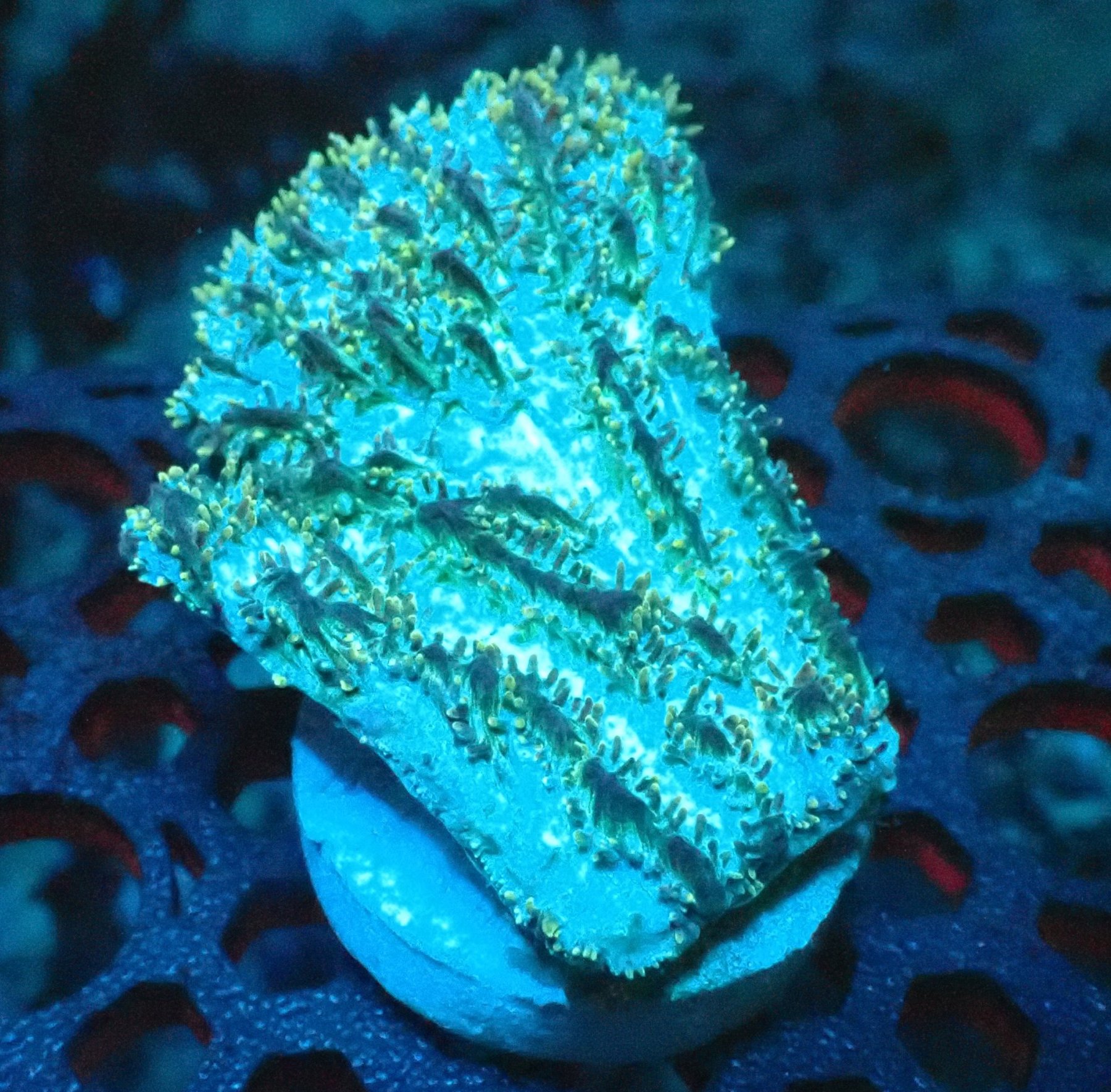 Limelight Hydnophora Frag