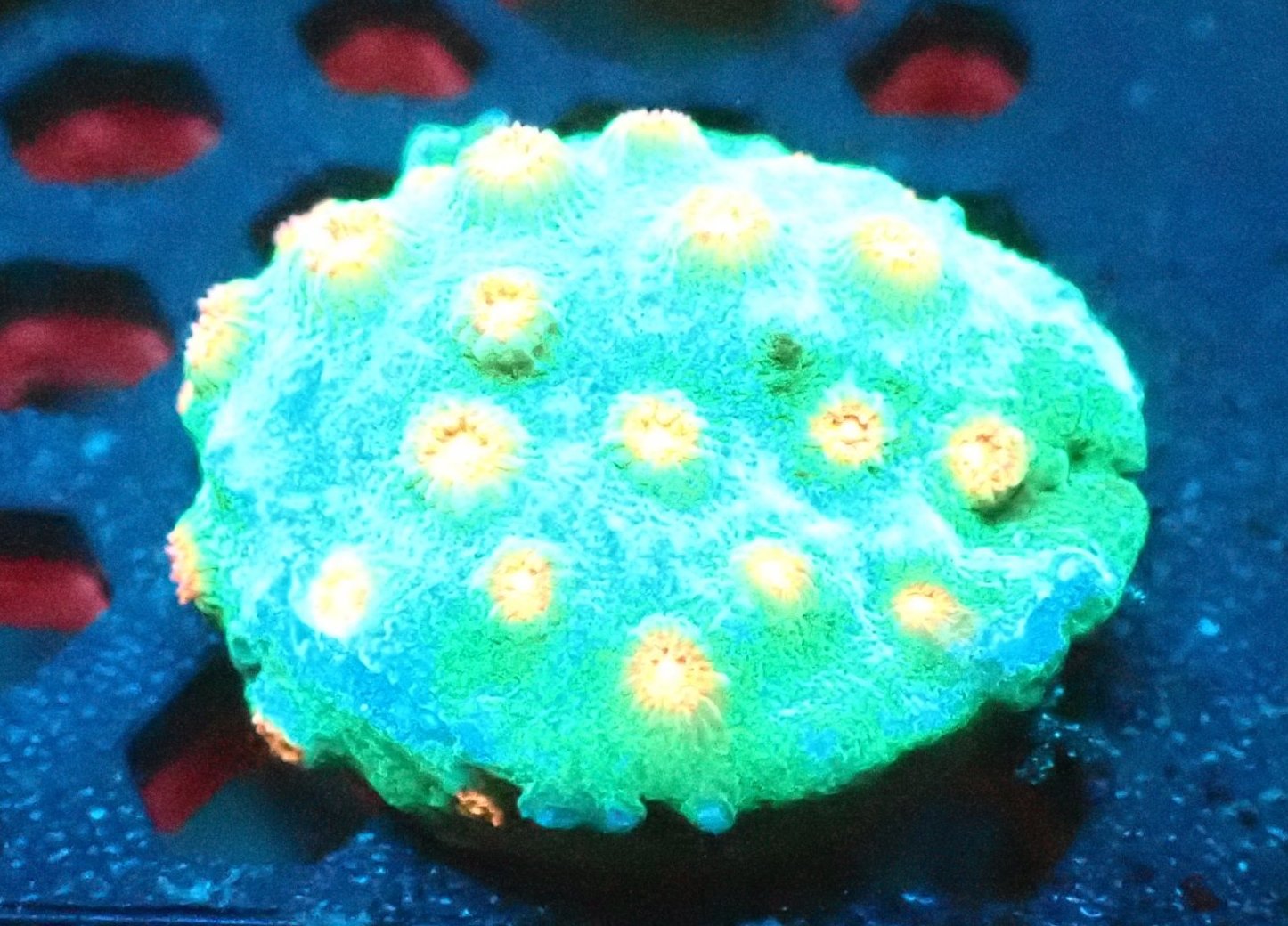 Meteor Shower Cyphastrea Coral Frag