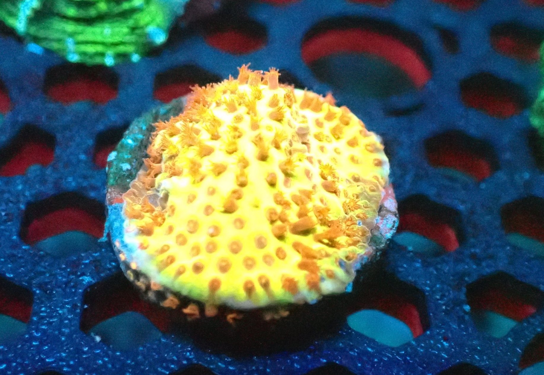 Watermelon Pssamocora Frag