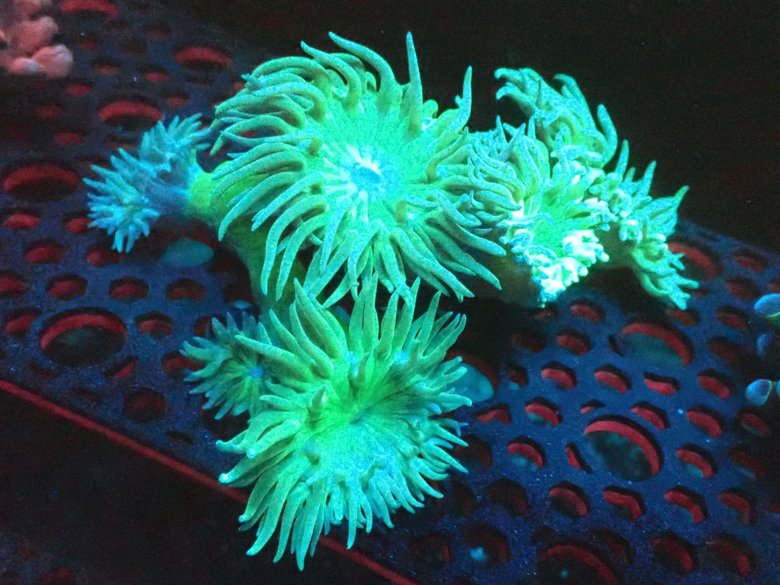 Aussie Duncan Coral