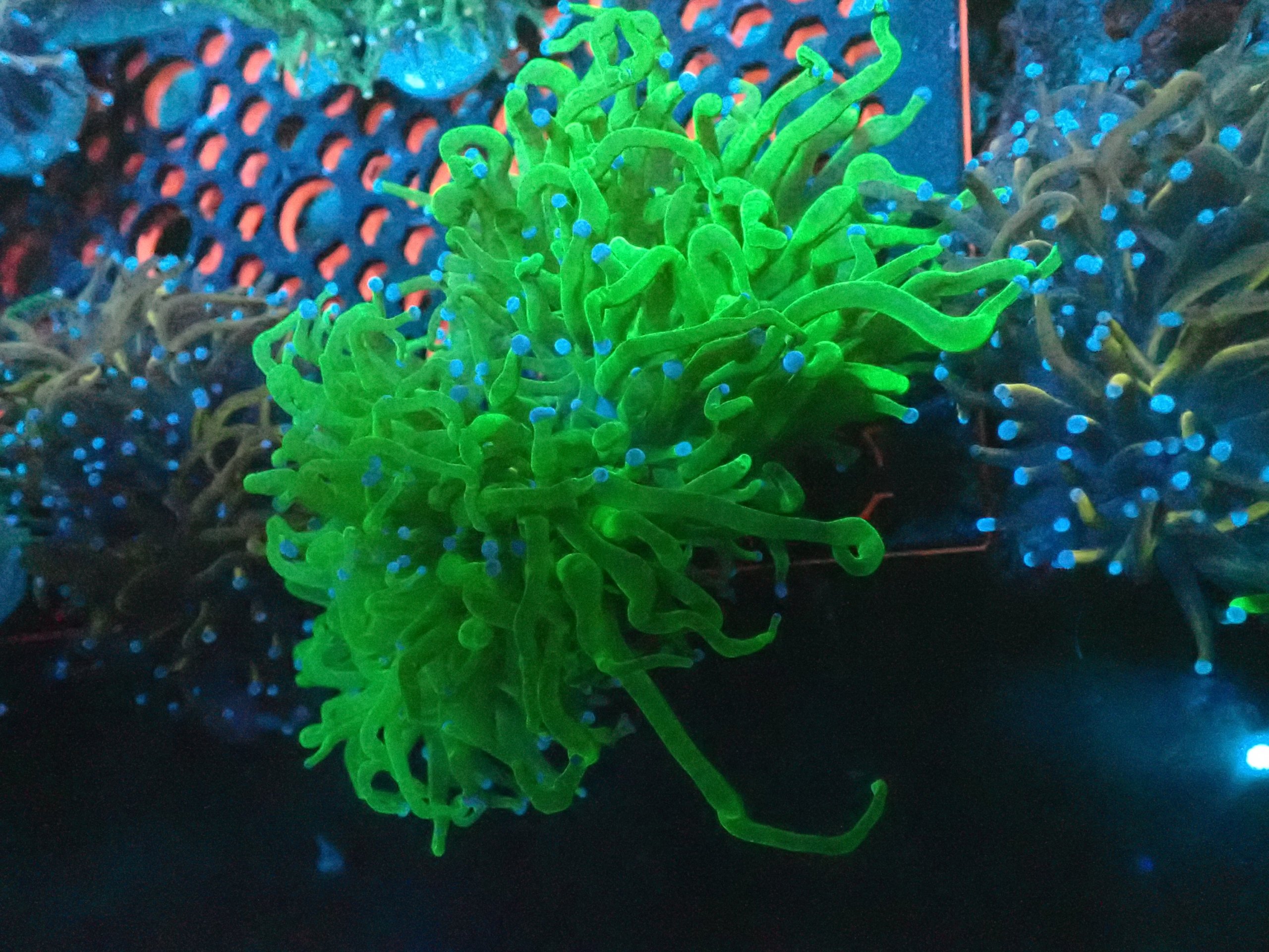 Antifreeze Torch Coral