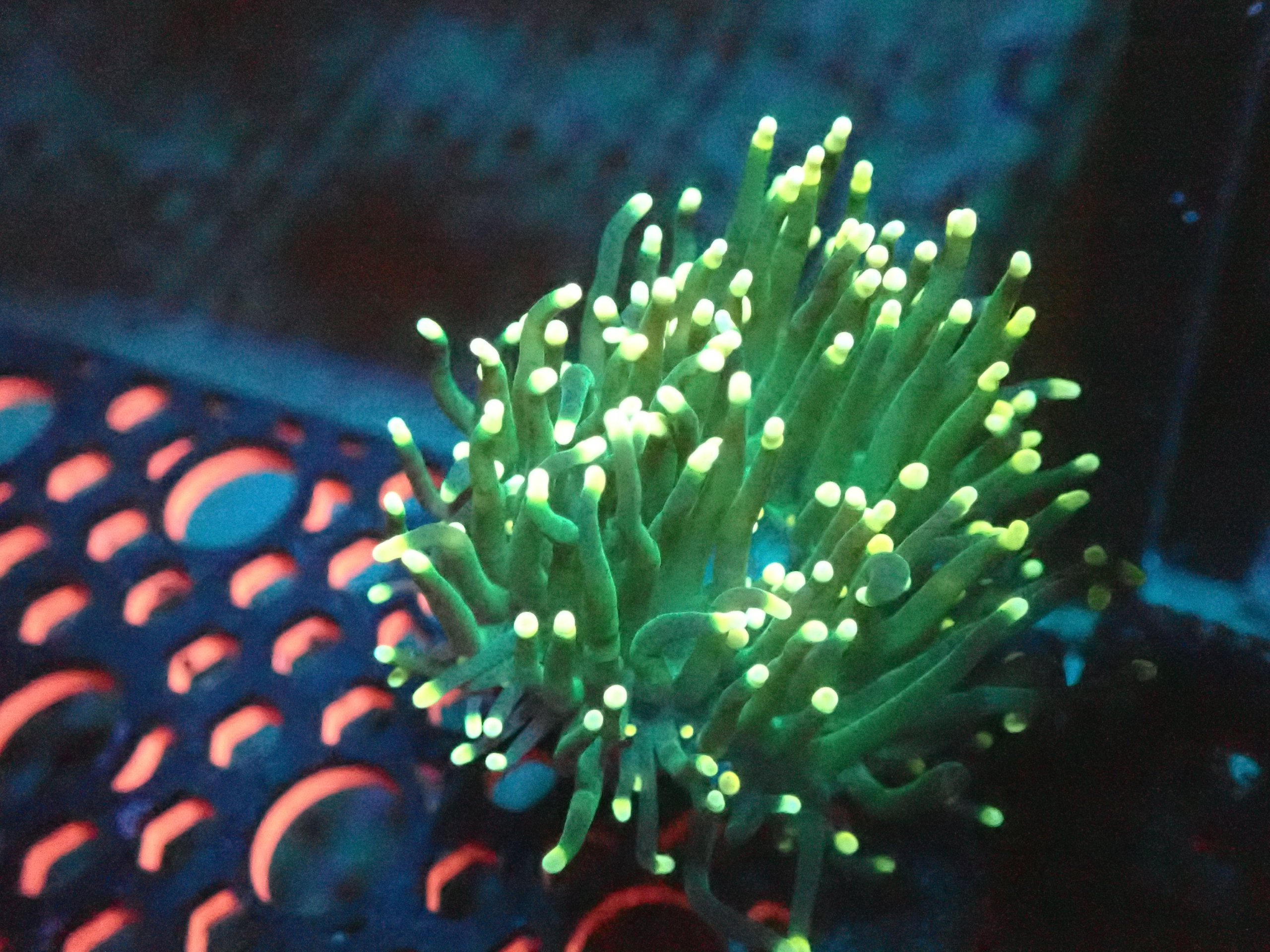 Peach Tip Torch Coral