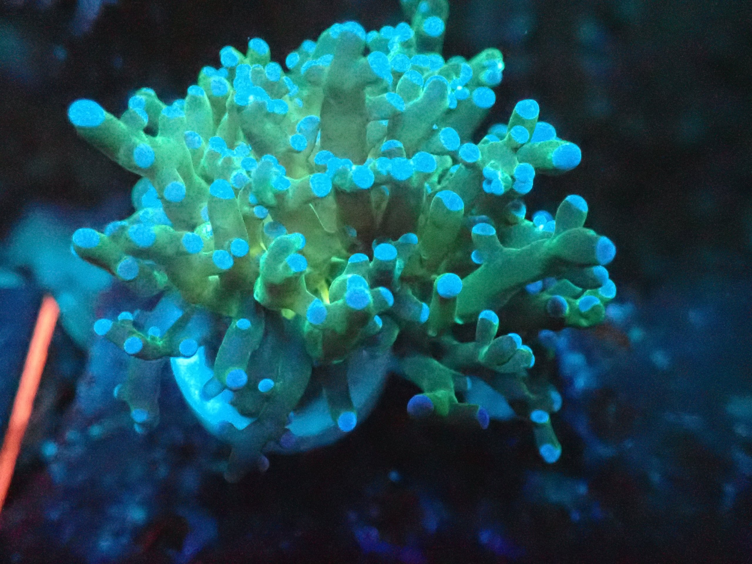 Buzzlight Year Frogspawn