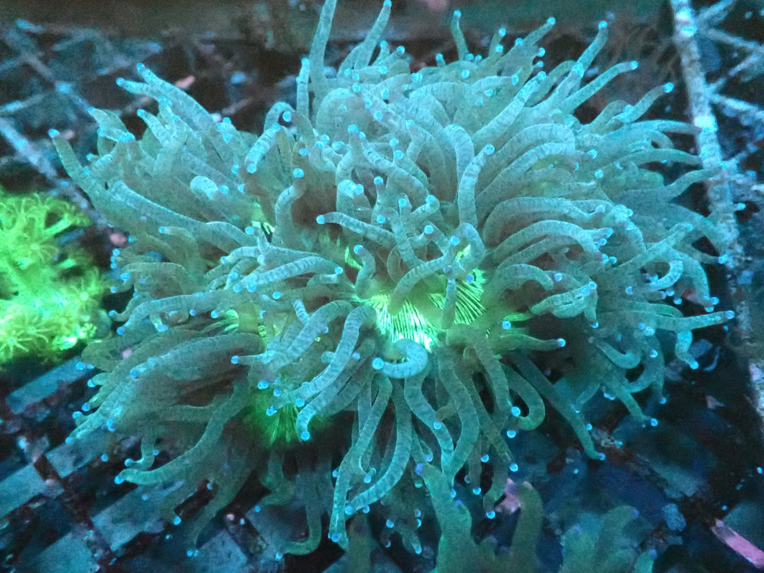 Catalaphyllia Elegance Coral