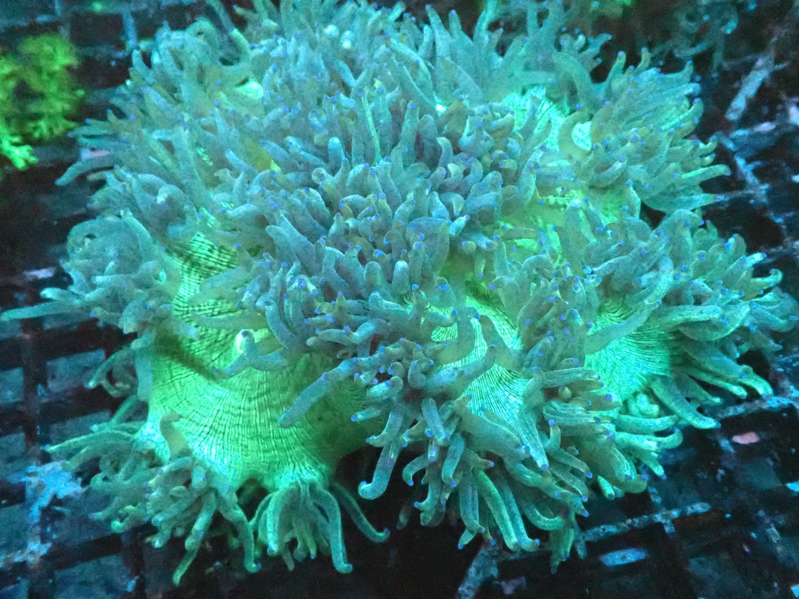 Catalaphyllia Elegance Coral