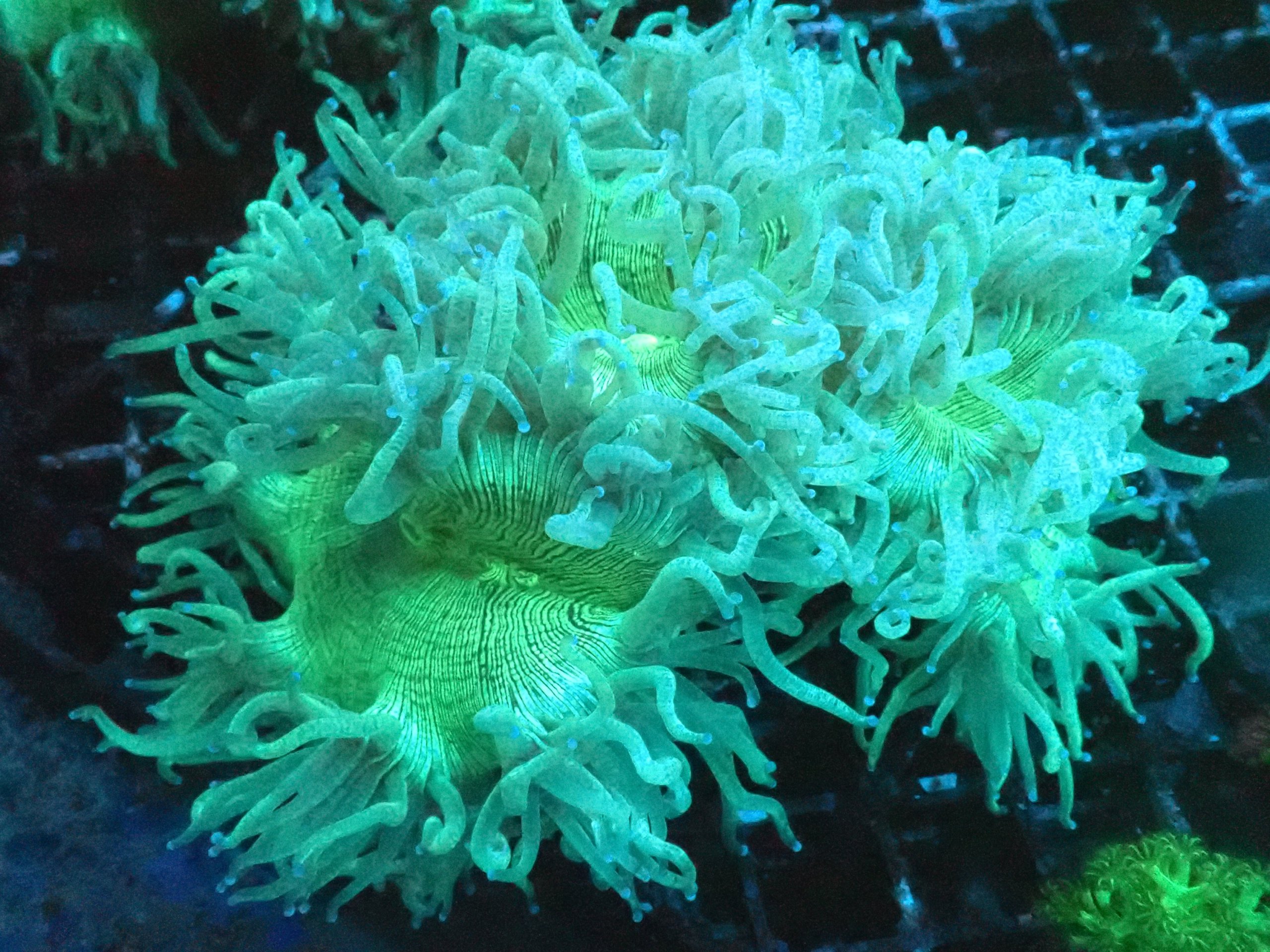 Catalaphyllia Elegance Coral