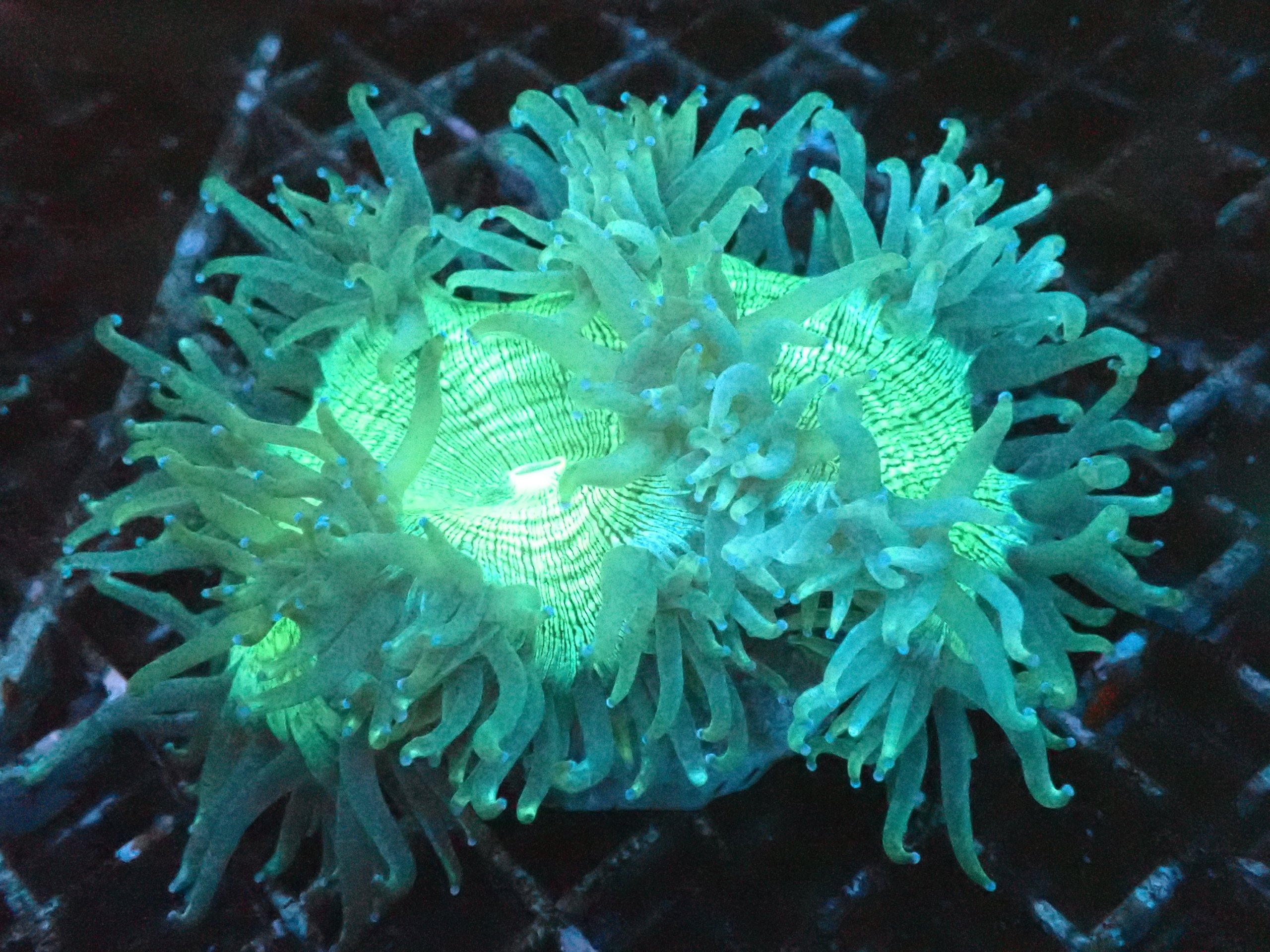 Catalaphyllia Elegance Coral