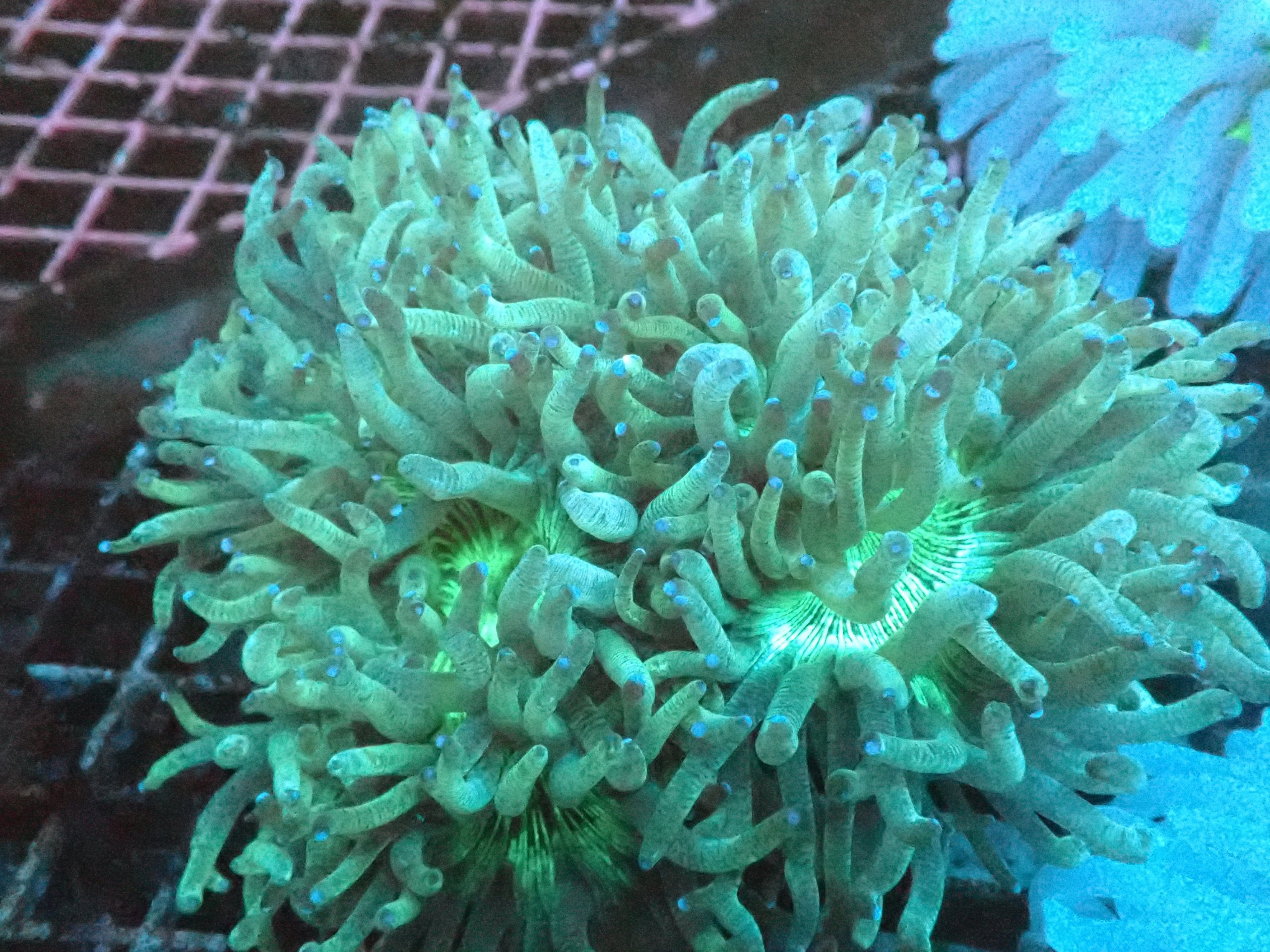 Catalaphyllia Elegance Coral