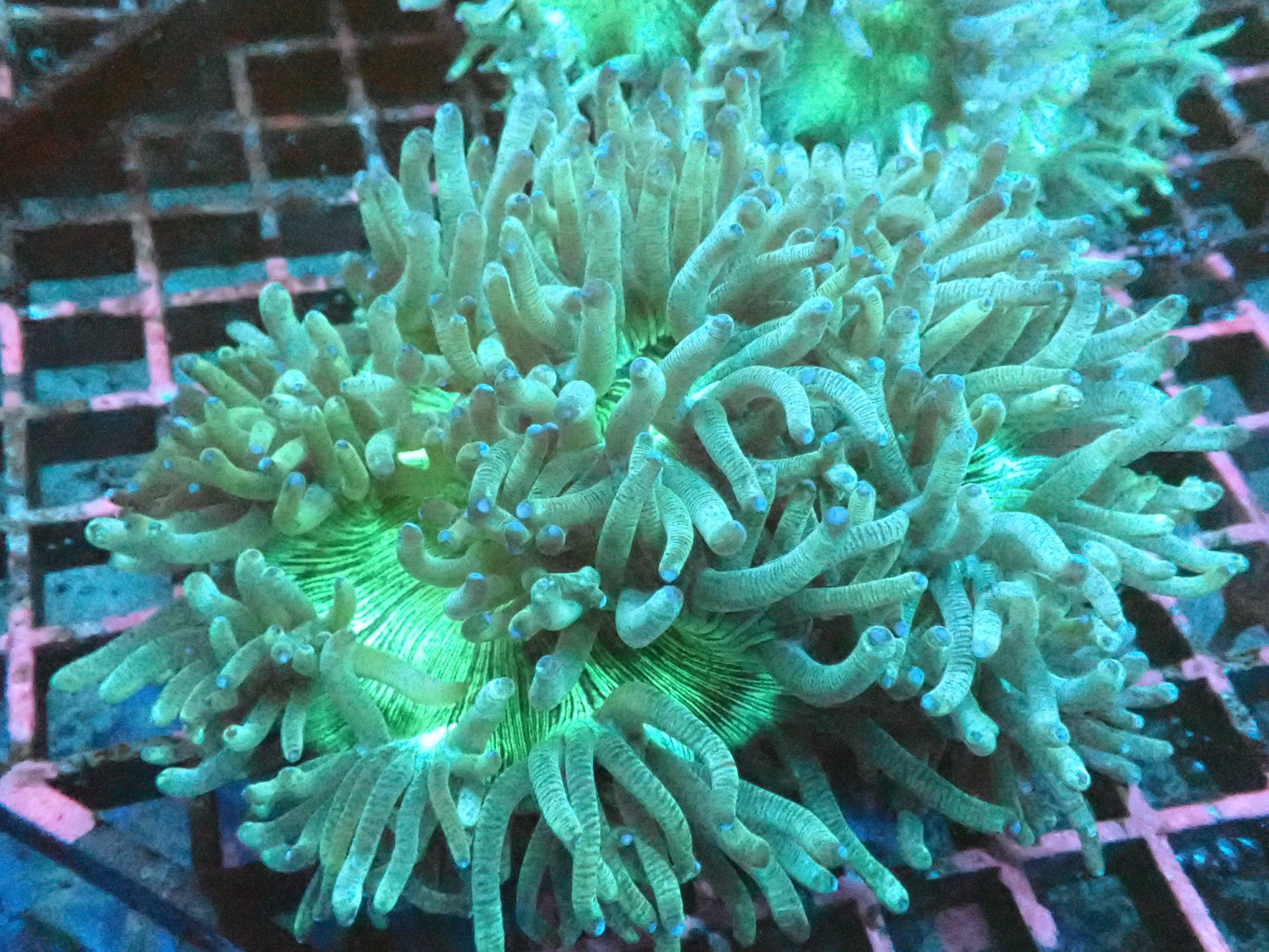 Catalaphyllia Elegance Coral