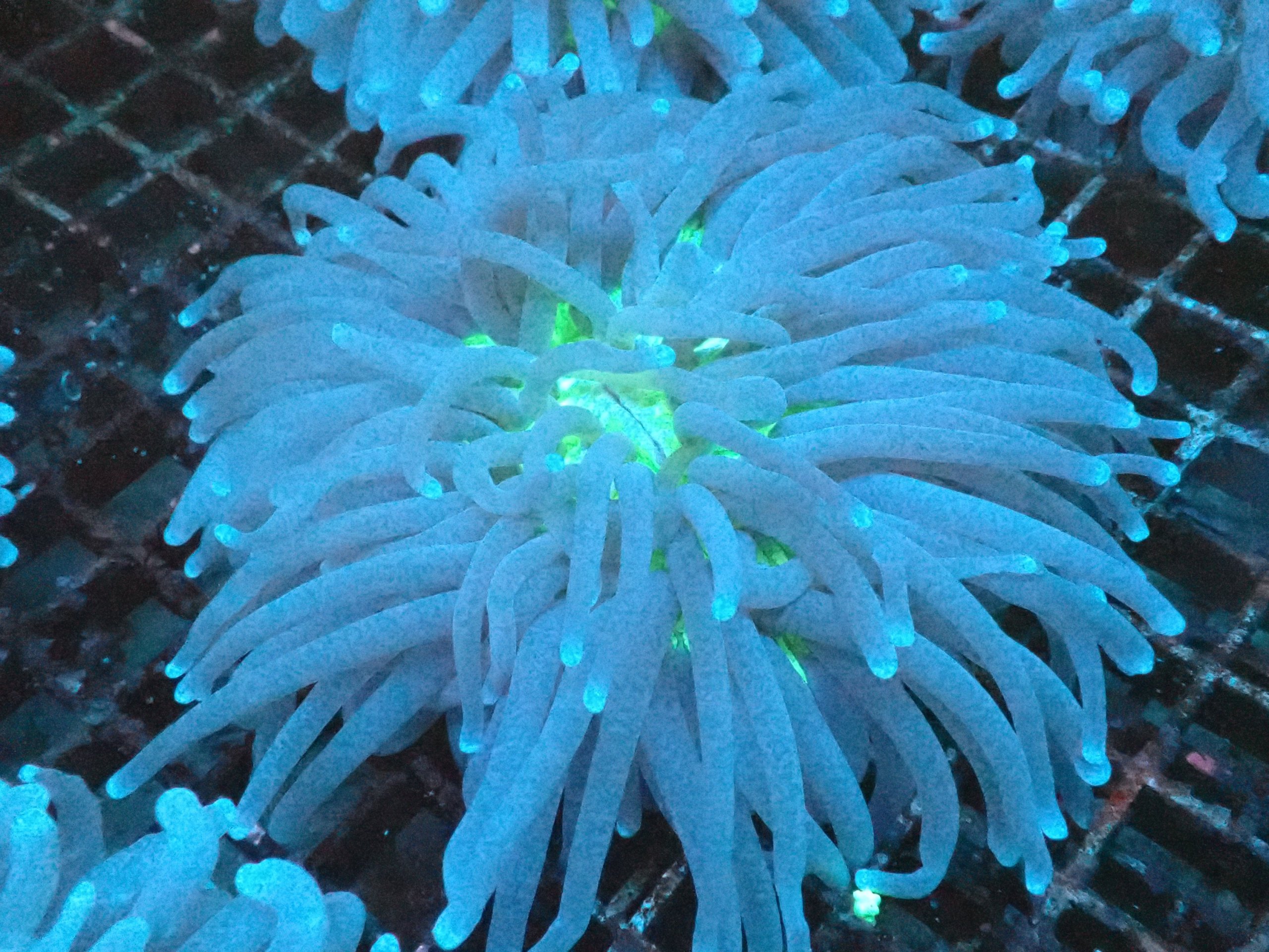 HelioFungia Plate Coral