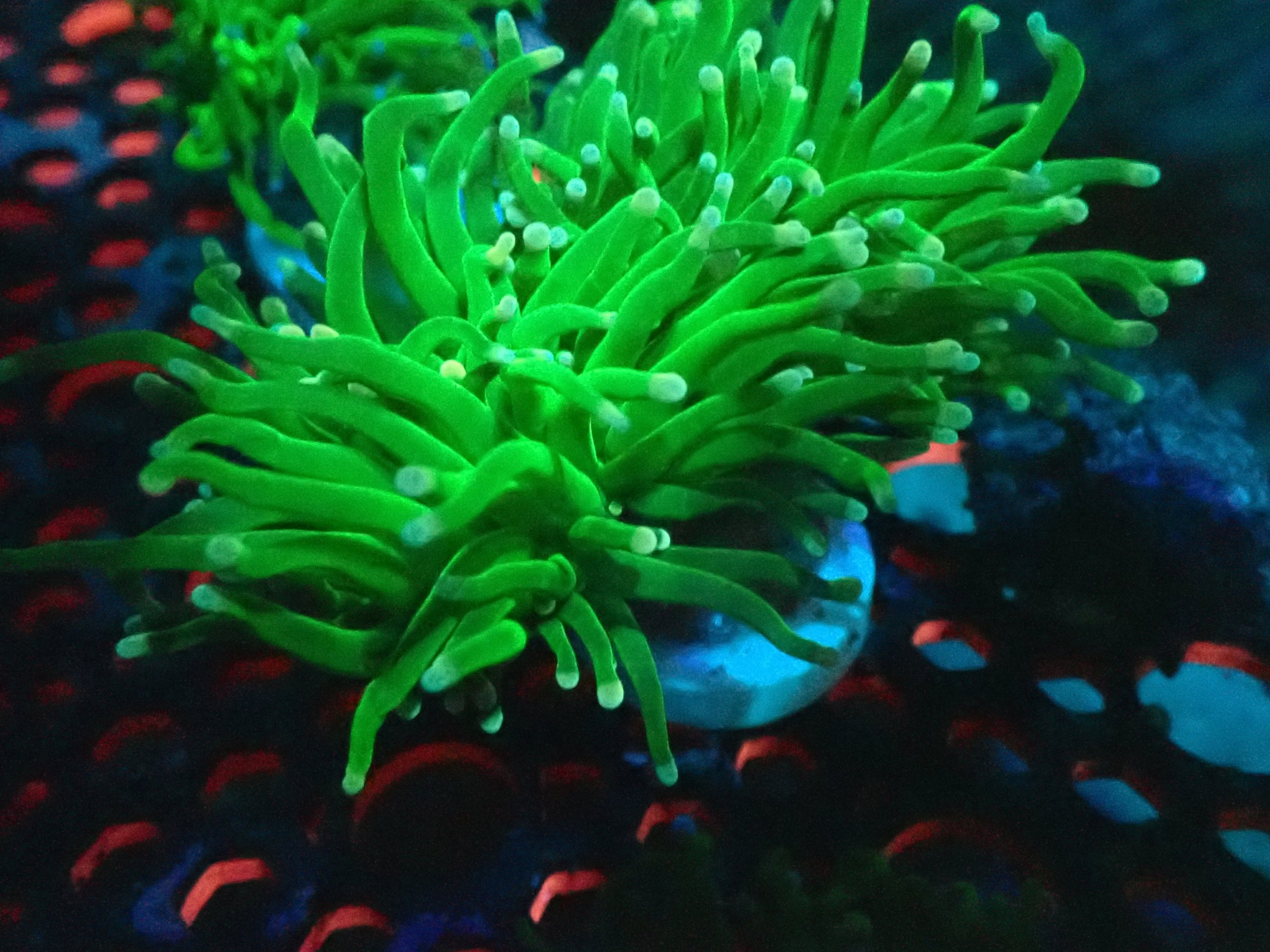 Hulk Torch Coral